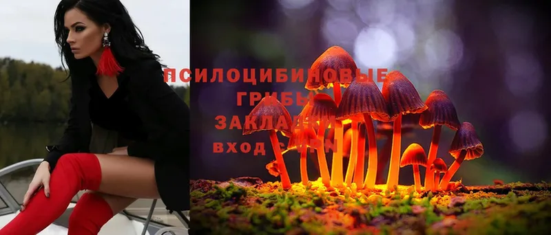 Галлюциногенные грибы MAGIC MUSHROOMS  Дрезна 